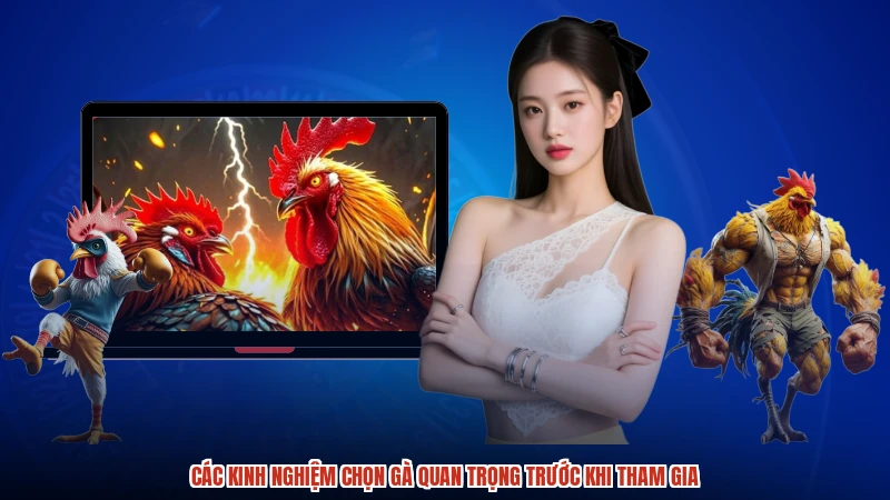 Các kinh nghiệm chọn gà quan trọng trước khi tham gia
