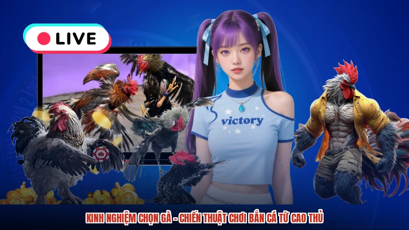 Kinh Nghiệm Chọn Gà - Chiến Thuật Chơi Bắn Cá Từ Cao Thủ