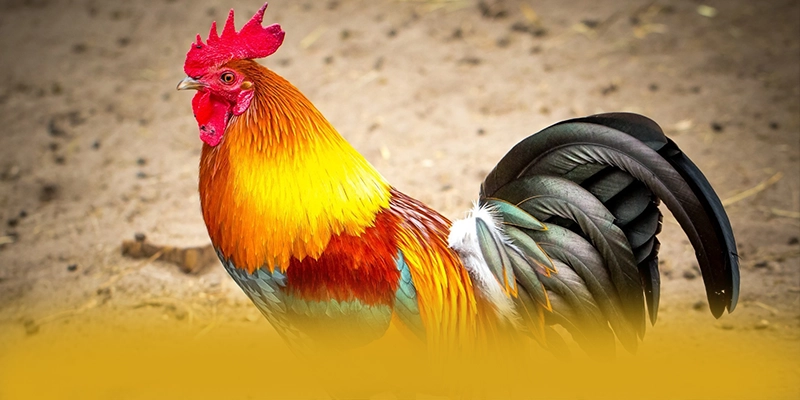 Phản hồi từ cộng đồng người chơi về BET88 Phản hồi từ cộng đồng người chơi về BET88