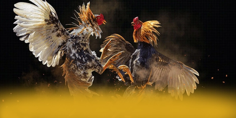 Giới thiệu BET168 - Nhà cái đẳng cấp tại Việt Nam